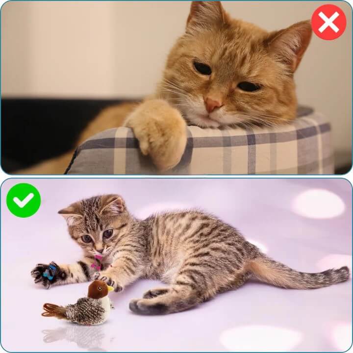 PurrTweet™ – Jouet interactif pour chat avec sons d’oiseau