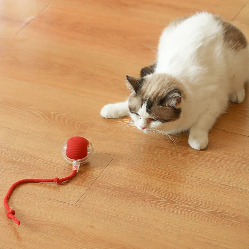 CatBounce™ | 1+1 Gratuit – Aujourd’hui Seulement !